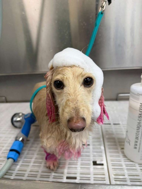 Zen Canine Club groomer at work