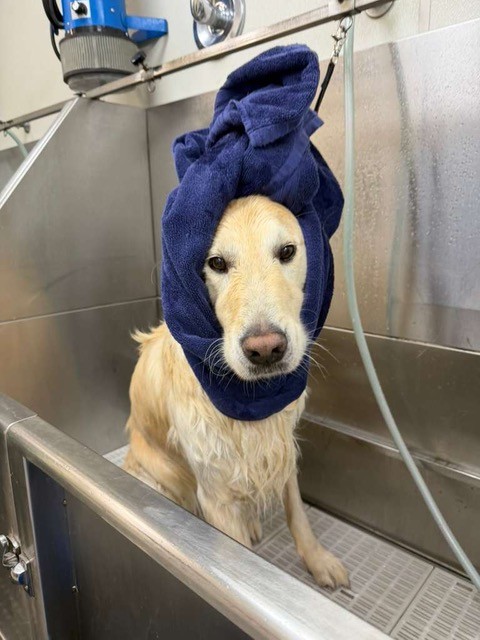 Dog enjoying a grooming experience at Zen Canine Club
