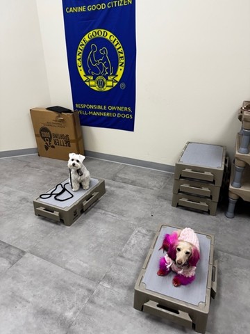 Dog training at Zen Canine Club