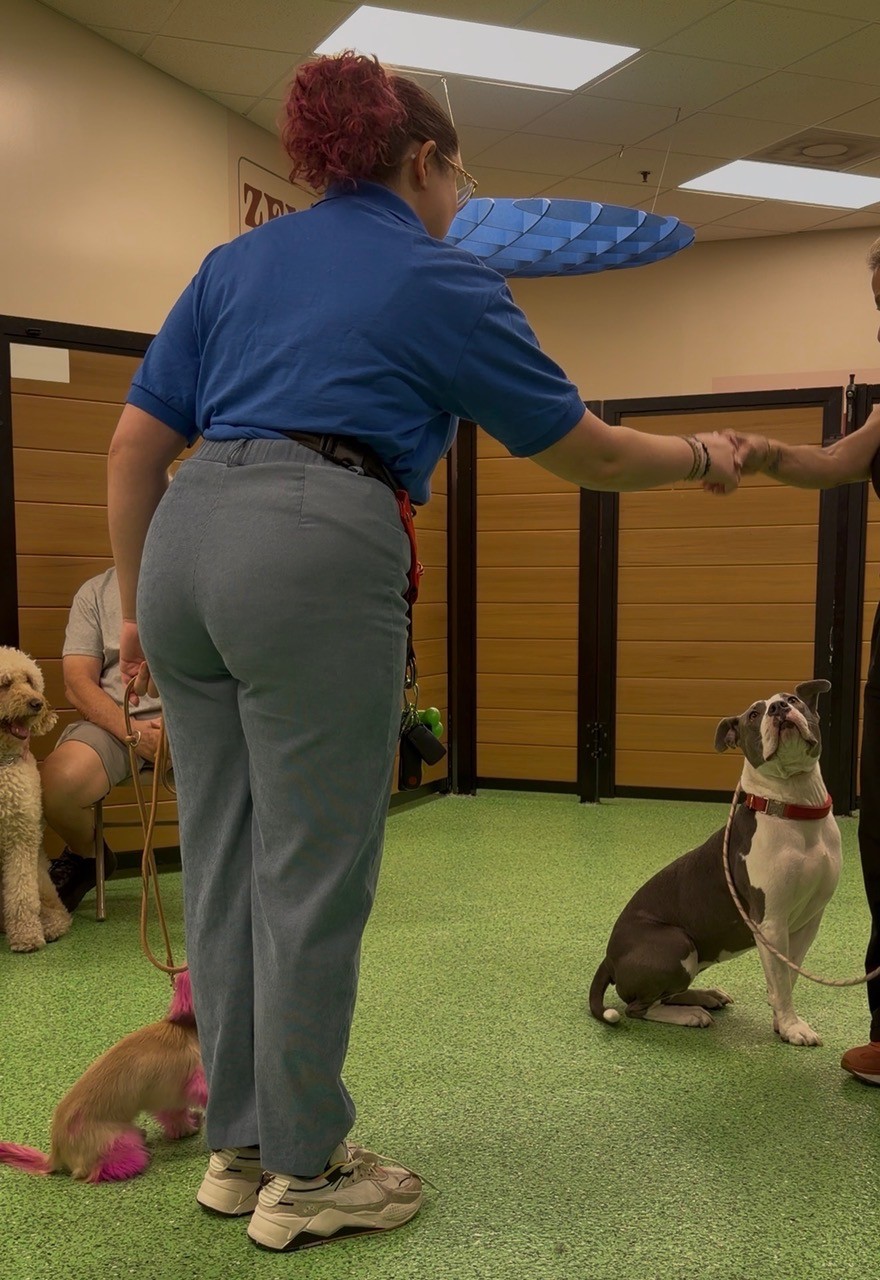 Dog training at Zen Canine Club