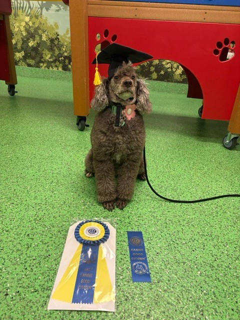Dog training at Zen Canine Club